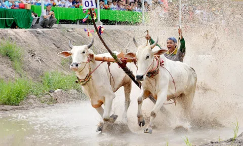 Về An Giang xem lễ hội đua bò Bảy Núi của đồng bào Khmer