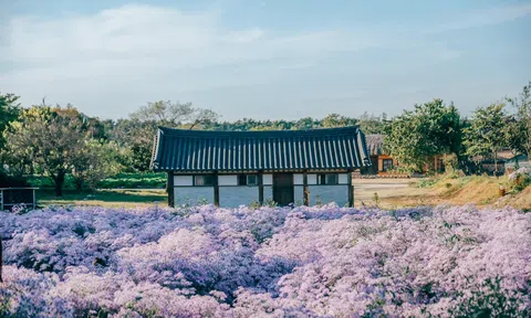 Mùa hoa cúc tím ở làng di sản Hàn Quốc đẹp mê mẩn qua ống kính chàng trai Việt