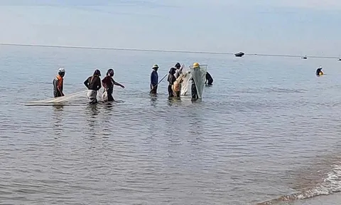 Ruốc biển vào mùa, người dân Vũng Chùa - Đảo Yến phấn khởi trúng đậm thu hoạch