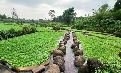 Rau Liệt  (Xà lách xoong) - đặc sản siêu sạch của xã Cồn Tiên tỉnh Quảng Trị