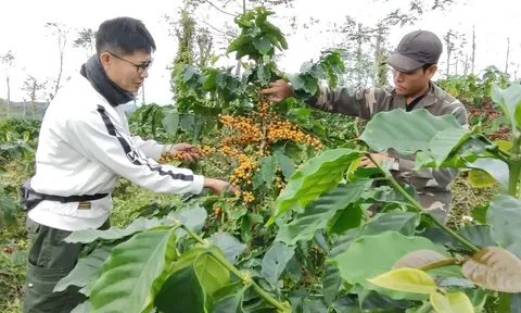 Người nông dân ươm trồng “hạt cà phê hạnh phúc” và phát triển du lịch vườn cà phê cảnh quan ở Quảng Trị