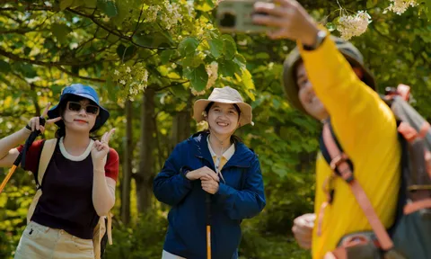 Vẻ đẹp dịu dàng mùa hoa trẩu giữa núi rừng Trường Sơn phía Tây tỉnh Quảng Trị