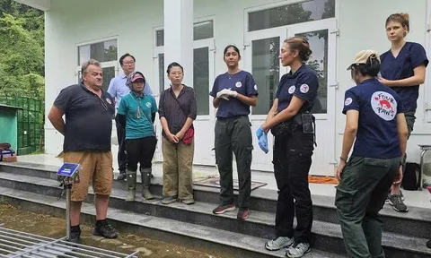 Giữ 7 cá thể hổ ở Phong Nha – Kẻ Bàng gần với tự nhiên