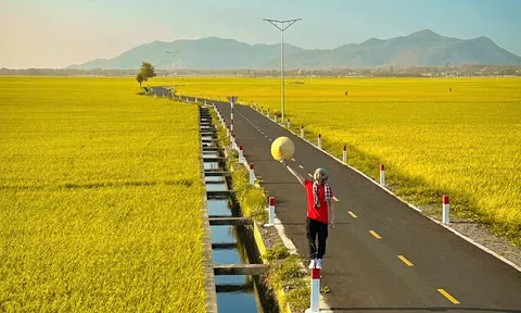 Đến Long Điền, Bà Rịa Vũng Tàu ngắm mùa vàng đẹp như tranh