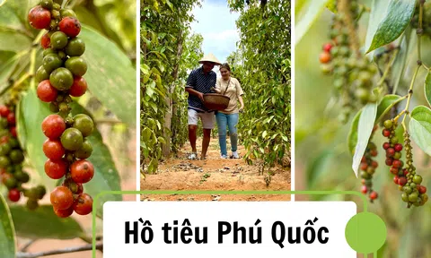 Đến Phú Quốc đừng quên thăm vườn hồ tiêu