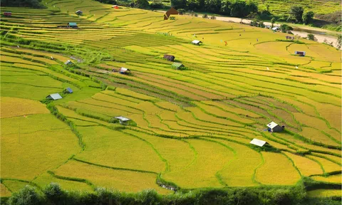 Đến Măng Đen mùa lúa chín, du khách mê mẩn cảnh ruộng bậc thang đẹp như tranh