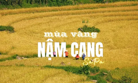 Lưu ngay tọa độ “săn” lúa chín đẹp nhất tại Sa Pa