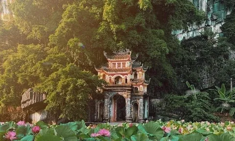 Mùa Sen Ninh Bình sắp về dưới chân núi Ngoạ Long