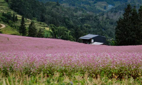 Đây không phải thảo nguyên Châu Âu, đây là Suôi Thầu Hà Giang!