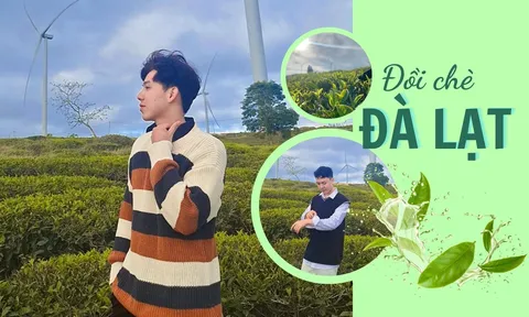 Say đắm cái lạnh sớm mai tại vườn chè Đà Lạt