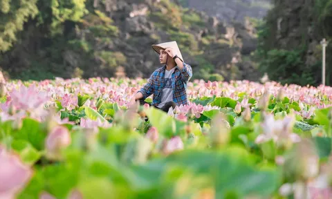 Say đắm vẻ đẹp mê hồn mùa sen tháng 5 tại Hang Múa - Ninh Bình