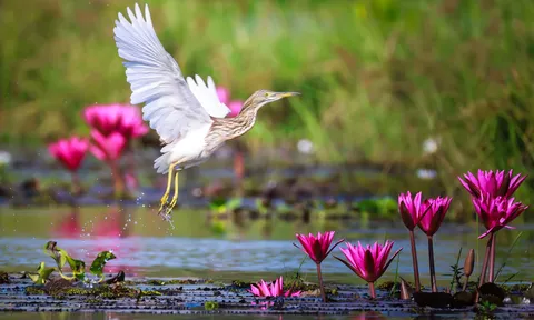 Vườn Quốc gia Tràm Chim - thiên đường hoang dã trên đất sen hồng