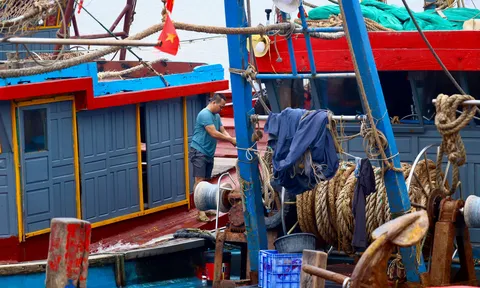 Nhịp mưu sinh bên cảng cá Tân Sơn