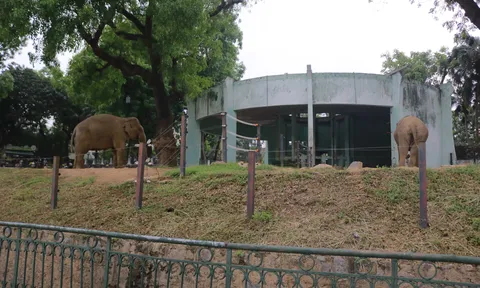 Dự án “ZOO HÍ”: Làm mới hình ảnh Vườn thú Hà Nội từ góc nhìn người trẻ