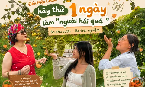 Đến Mộc Châu hãy thử một ngày làm “người hái quả”