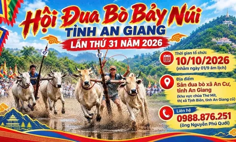 Sôi nổi Hội Đua bò Bảy Núi tỉnh An Giang lần thứ 31 năm 2026