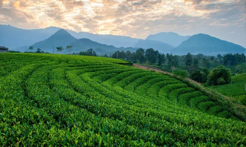 Festival Trà Quốc tế - Thái Nguyên 2026 mở rộng không gian kết nối cho ngành trà