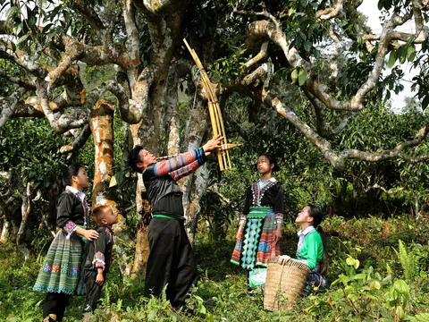 Khám phá tinh hoa trà cổ thụ tại Lễ hội Trà Shan tuyết Lào Cai 2025