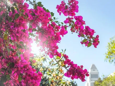 Sài Gòn dịu dàng, lãng mạn mùa hoa giấy