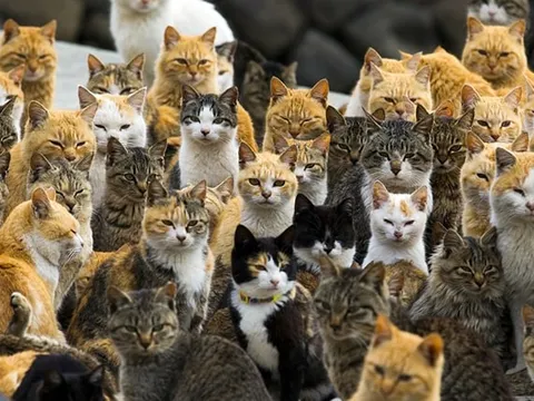 Đảo Mèo Aoshima – Thiên đường dành cho những tín đồ mê "hoàng thượng"