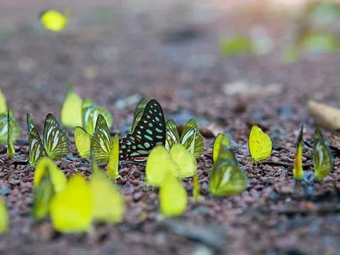 Mùa bướm rừng ở Nam Cát Tiên (Đồng Nai) đẹp như tranh cổ tích