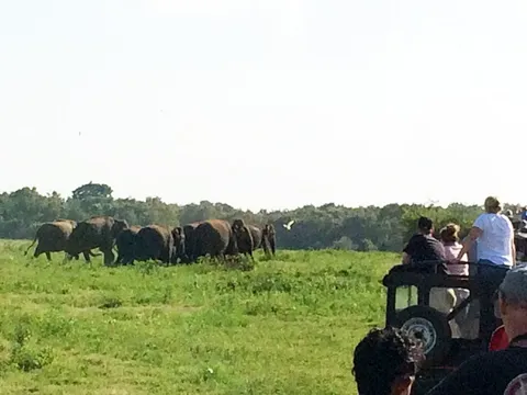 Theo vết đàn voi trong safari