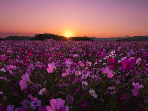 Mê mẩn khung cảnh cánh đồng hoa cosmos dưới ánh nắng ban mai ở "đất nước mặt trời mọc"