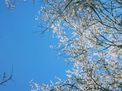 Mộc Châu vào mùa hoa mơ nở trắng rừng