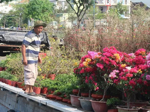 Muôn sắc hoa Xuân đổ bộ tại Bến Bình Đông, chuẩn bị lễ hội “Trên bến dưới thuyền”
