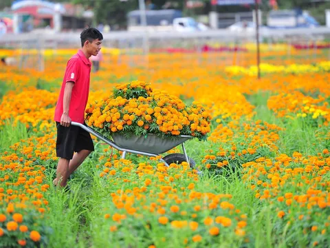 Làng hoa lớn nhất Bình Dương rực rỡ mùa thu hoạch