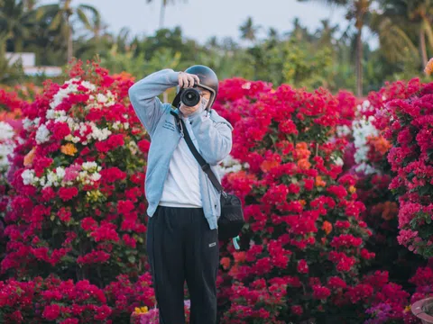 Chiêm ngưỡng "vương quốc hoa giấy" Phú Sơn đang vào mùa đẹp đến ngỡ ngàng