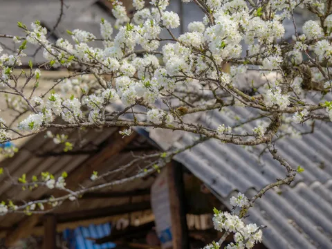 Mùa hoa nở rộ tại cao nguyên đá