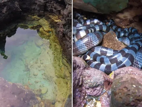 Bác tin rắn độc nhất thế giới trên đảo Phú Quý