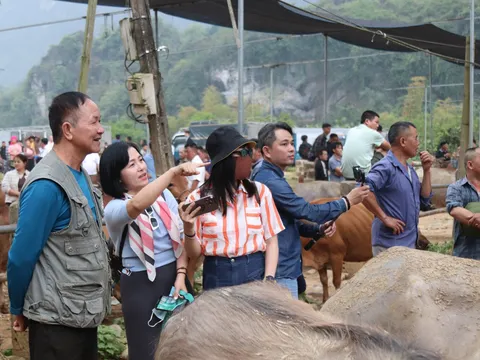 Đặc sắc chợ trâu, bò ở miền non nước Cao Bằng