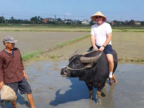Khách Tây tới Việt Nam thích học cấy lúa, hào hứng lội ruộng và cưỡi trâu