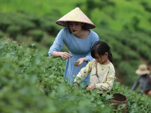 Việt Nam giữ nhiều tiềm năng để phát triển farmstay