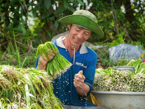 Thanh bình cảnh thu hoạch "đặc sản trời ban" mùa nước nổi