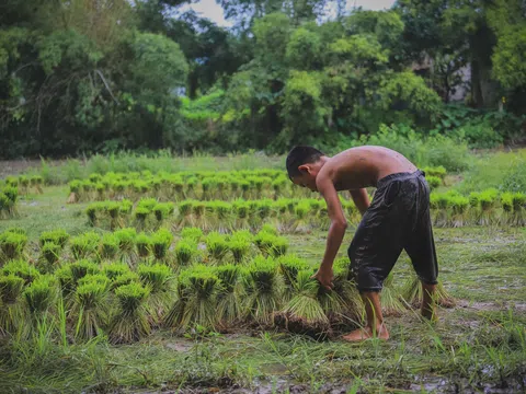 Nét đẹp tuổi thơ qua những bàn tay nhỏ cấy mạ non