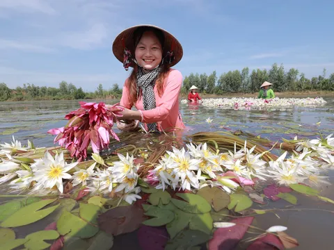 Sắc màu thanh bình bông súng Long An mùa nước nổi