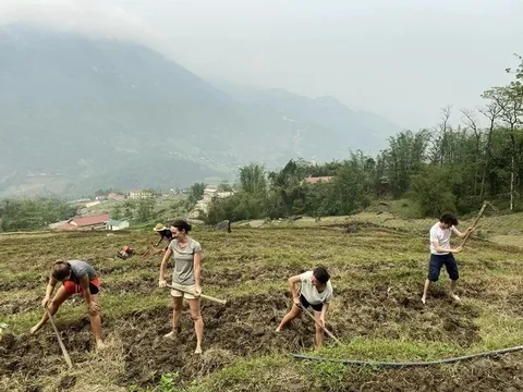 Du khách Tây “xắn tay áo” gặt lúa, phơi thóc ở Hà Giang