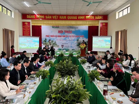 Trà Shan Tuyết Suối Giàng: Di sản xanh giữa ngàn mây và khát vọng xây dựng thương hiệu quốc gia