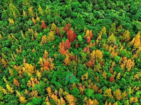 Quảng Trị: Điểm chạm "Mùa thu châu Âu" giữa lòng Tây Trường Sơn