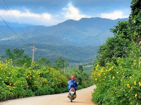 Khám phá vẻ đẹp mùa hoa Dã quỳ tại xã Hướng Phùng, Quảng Trị