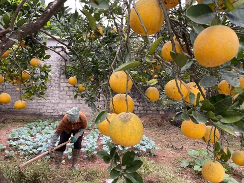 Đánh thức du lịch Vân Đình bằng công nghiệp văn hóa và trải nghiệm nông nghiệp xanh