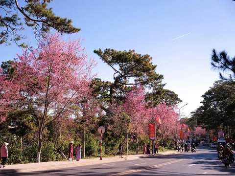 Đà Lạt mùa Tết: Khi phố núi chậm lại dưới tán mai anh đào