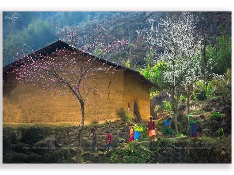 Xuân về trên miền đá nở hoa