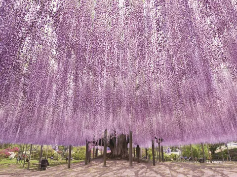 KHÔNG CHỈ CÓ HOA ANH ĐÀO, KANTO MỞ RA HÀNH TRÌNH KHÁM PHÁ NHỮNG MÙA HOA RỰC RỠ QUANH TOKYO