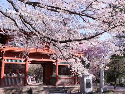 Top 10 điểm đến tại Chiba: Khám phá điểm đến du lịch Nhật Bản tiếp theo của bạn