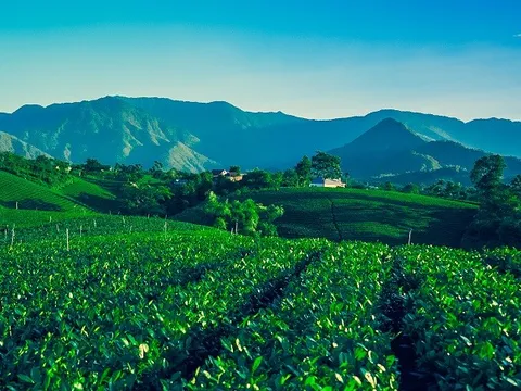 Festival Trà Quốc tế - Thái Nguyên 2026: Trải nghiệm “Đệ nhất danh trà”, kết nối du lịch thế giới