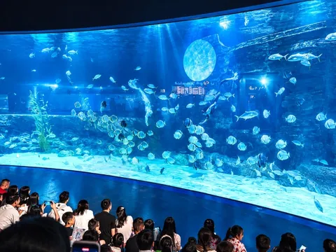 Múa lân ở độ sâu 7m, nàng tiên cá đón trăng giữa đại dương tại Thủy cung Lotte World Hà Nội